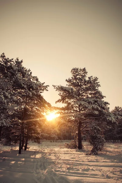 Paysage hivernal. Composition de la nature . — Photo