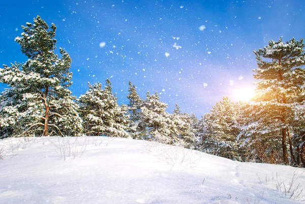 Paesaggio invernale. Composizione della natura . — Foto Stock