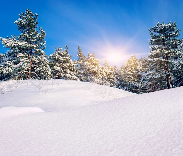 Winterlandschap. samenstelling van de natuur. — Stockfoto