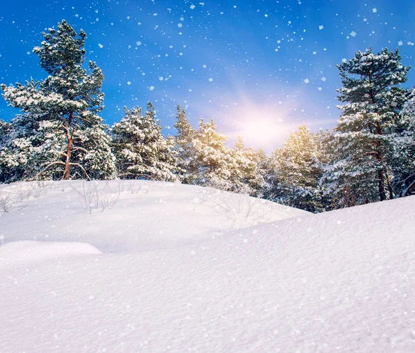 Vinterlandskap. sammansättningen av naturen. — Stockfoto