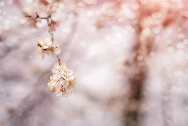 Blommande gren på defocused ljus bakgrund — Stockfoto