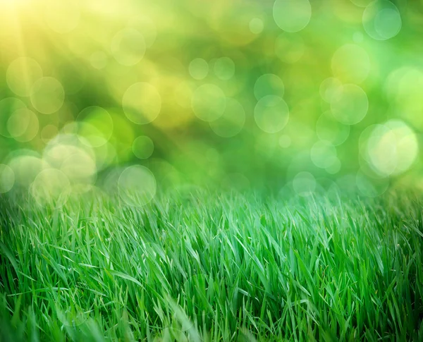 Fresh spring grass with drops on defocused light background. — Stock Photo, Image