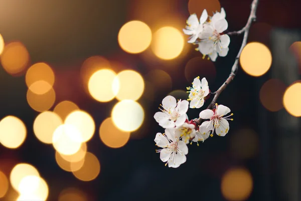 Blossoming branch on defocused light background — Stock Photo, Image