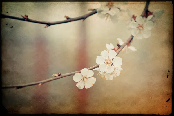 Blossoming branch on defocused light background. vintage image — Stock Photo, Image