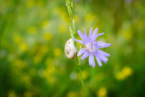 蜗牛在草 — 图库照片