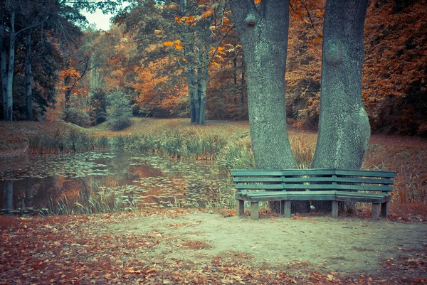 秋。自然の組成. — ストック写真