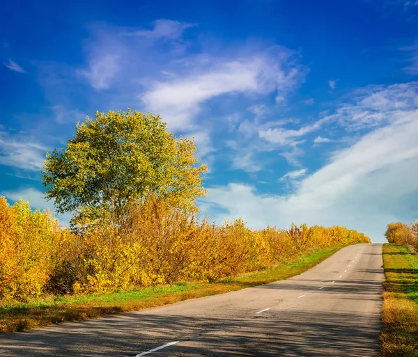 alanları ve ağaçların arasındaki