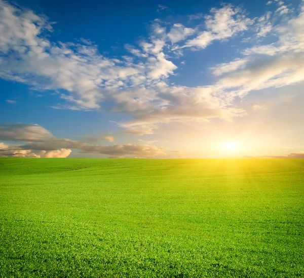 yeşil çayır buğday. doğanın kompozisyon.