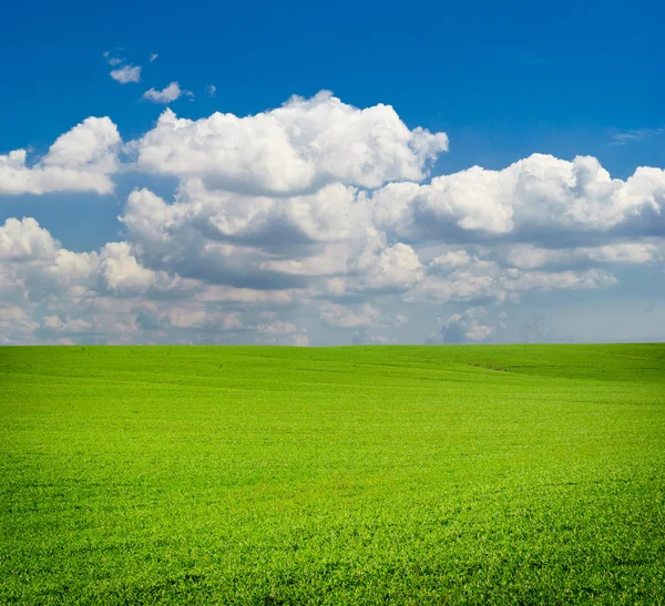 Groene weide van tarwe. samenstelling van de natuur. — Stockfoto