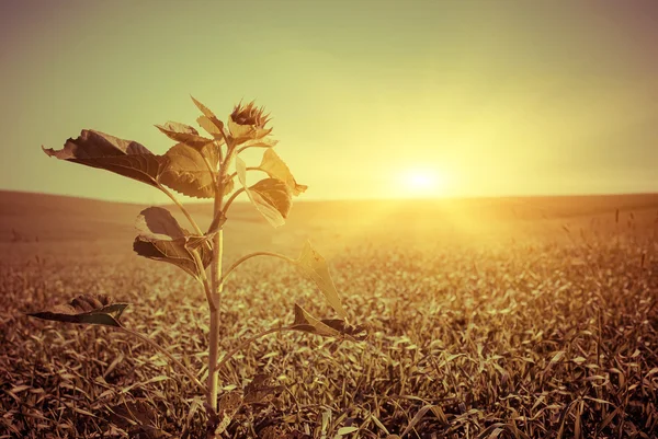 Girasole germoglio sul campo — Foto Stock