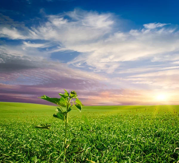 Ayçiçeği alanında Filiz