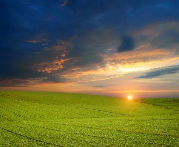 Gröna ängen av vete. sammansättningen av naturen. — Stockfoto