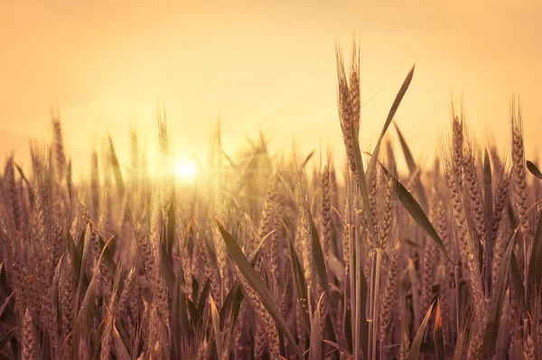 Spikelets of oats in the field — Stock Photo, Image