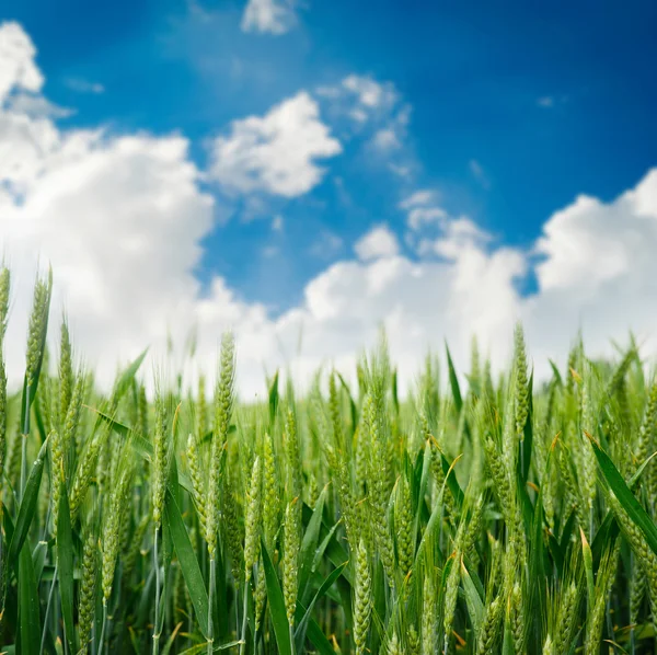 Spikelets av havre i fältet — Stockfoto