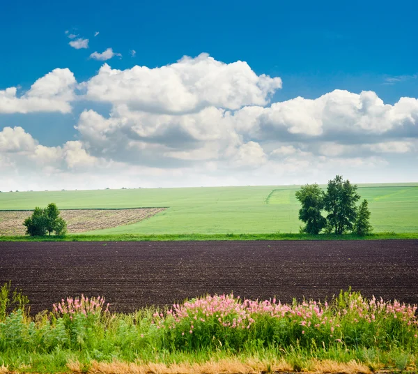 Árbol en un campo de trigo, la composición de la naturaleza — Foto de Stock