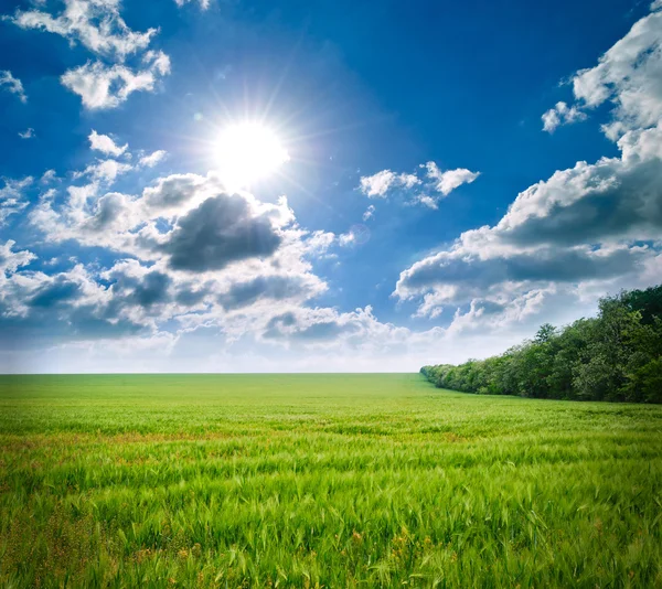 Grüne Weizenwiese. Zusammensetzung der Natur. — Stockfoto