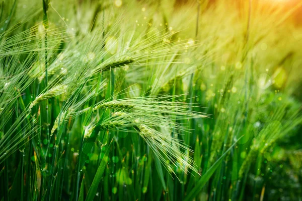 Espiguillas de avena en el campo —  Fotos de Stock