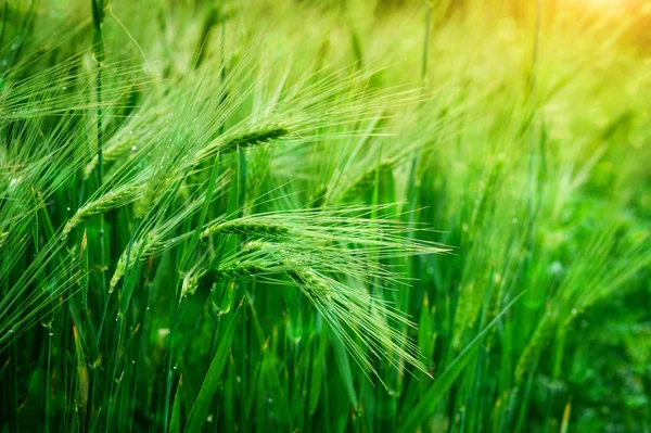 Yulaf alanında spikelets — Stok fotoğraf