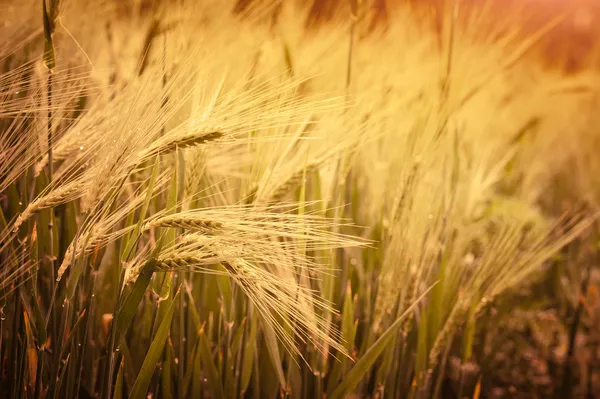yulaf alanında spikelets
