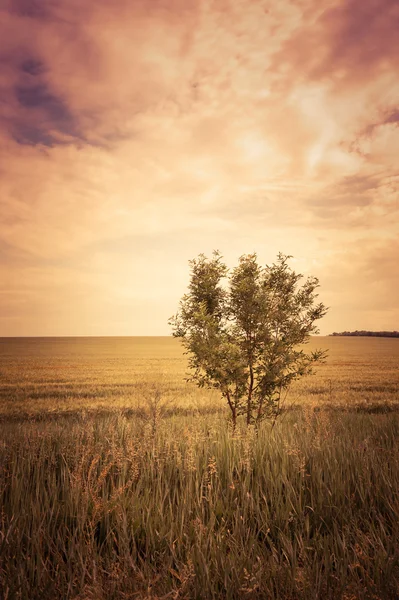 Boom in een tarweveld, de samenstelling van de natuur — Stockfoto