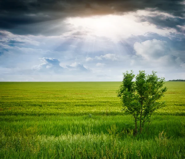 Boom in een tarweveld, de samenstelling van de natuur — Stockfoto