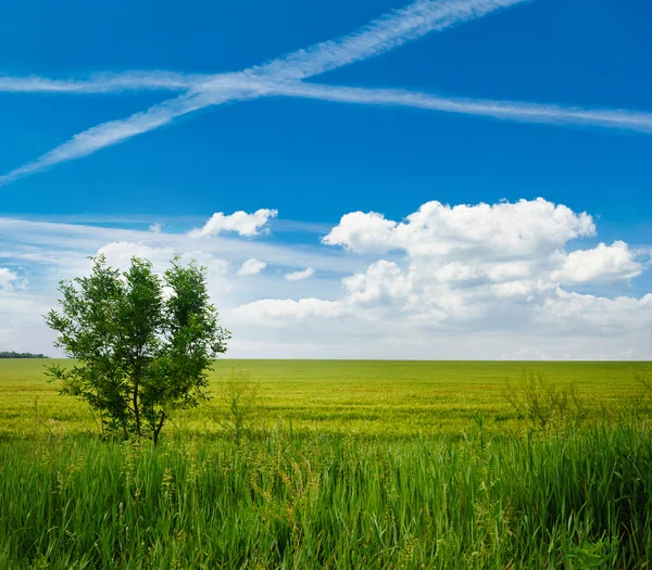 Árbol en un campo de trigo, la composición de la naturaleza — Foto de Stock