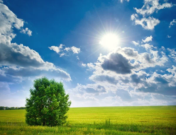 Árbol en un campo de trigo, la composición de la naturaleza — Foto de Stock