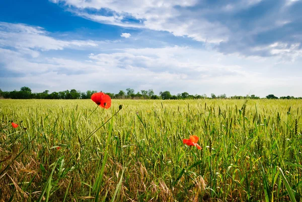 Poppy di ladang gandum. Komposisi alam — Stok Foto