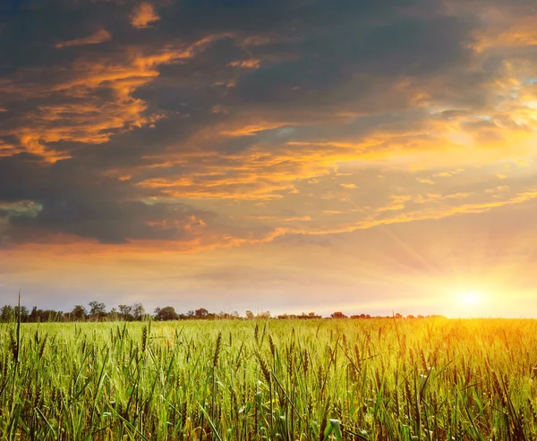 Пшеничное поле. Состав природы — стоковое фото