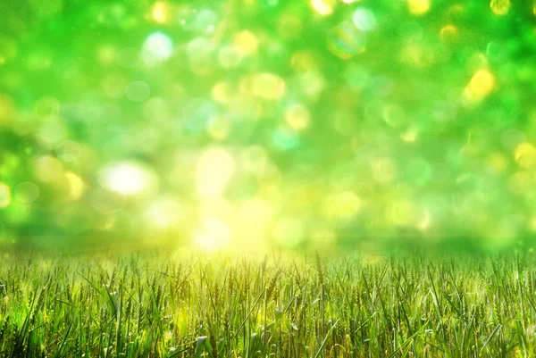 Buğday ufuk ışık yeşil zemin üzerine yeşil kulaklar — Stok fotoğraf