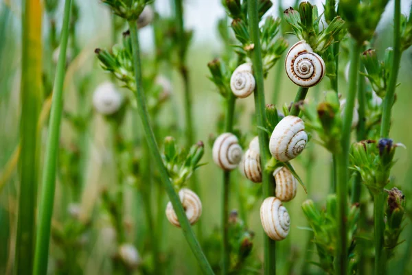 Schnecken im Gras Stockbild