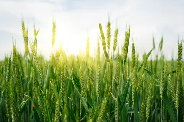 Spikelets of oats in the field Stock Image