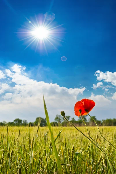 Des coquelicots dans un champ de blé. Composition de la nature — Photo