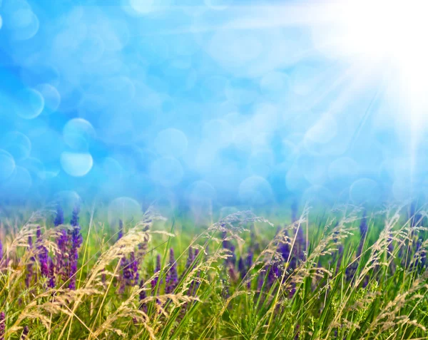 Erba prato su sfondo blu chiaro sfocato — Foto Stock