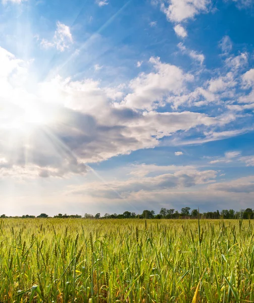 Gröna ängen av vete. sammansättningen av naturen. — Stockfoto