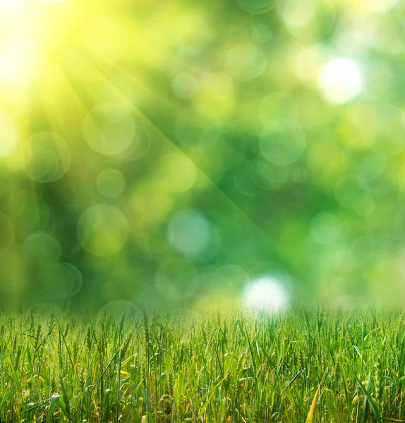 buğday ufuk ışık yeşil zemin üzerine yeşil kulaklar