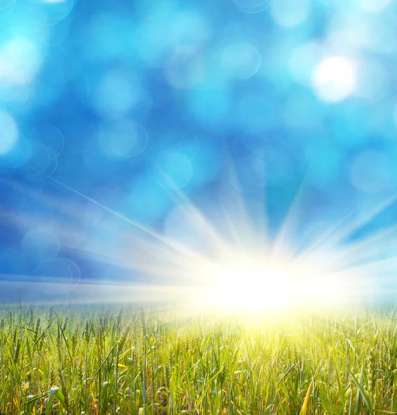 ufuk ışık mavi zemin üzerine çayır çimen