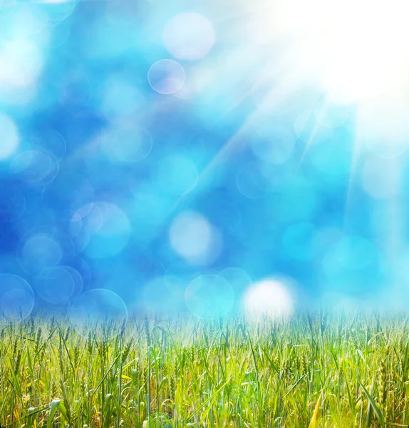 Meadow grass on defocused light blue background — Stock Photo, Image