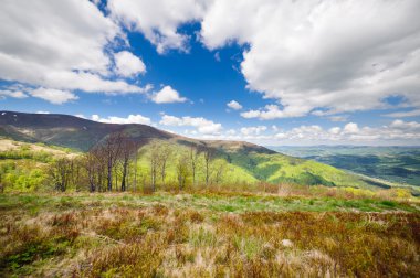 Karpat Dağları'nda yeşil çiçek çayırları