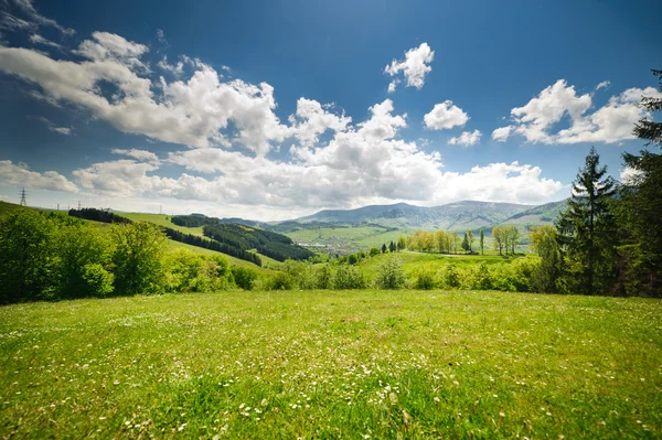 Karpat Dağları'nda yeşil çiçek çayırları