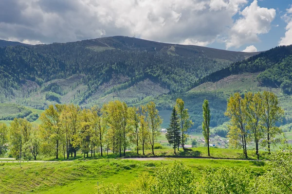 Groene bloem weiden in de Karpaten — Stockfoto