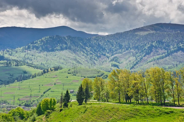 Green flower meadows in the Carpathian mountains — Stock Photo, Image