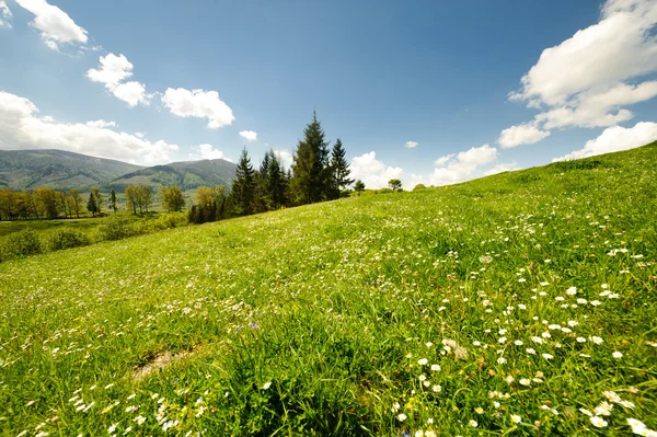 Prados de flores verdes en las montañas Cárpatos — Foto de Stock