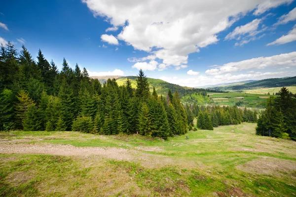 Zelené rozkvetlých luk v Karpatských horách — Stock fotografie