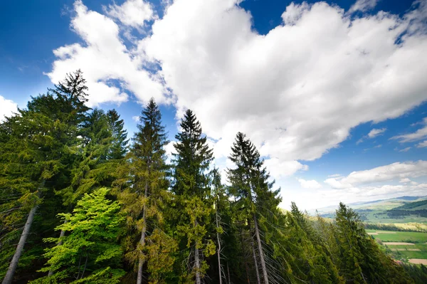 Green flower meadows in the Carpathian mountains — Stock Photo, Image