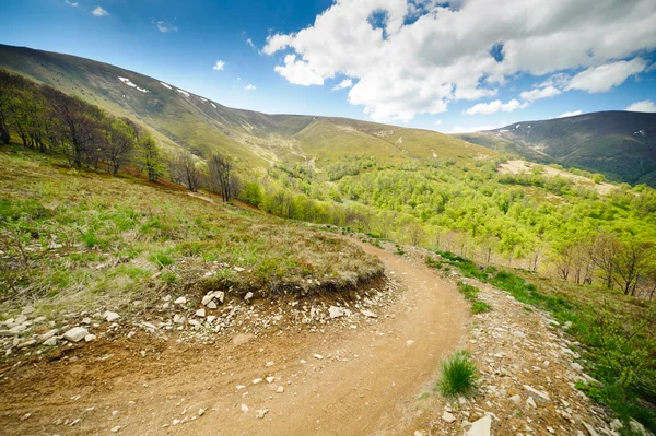 Verdi prati fioriti nelle montagne dei Carpazi — Foto Stock