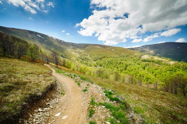 Prairies de fleurs vertes dans les montagnes des Carpates — Photo