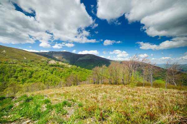 Verdi prati fioriti nelle montagne dei Carpazi — Foto Stock