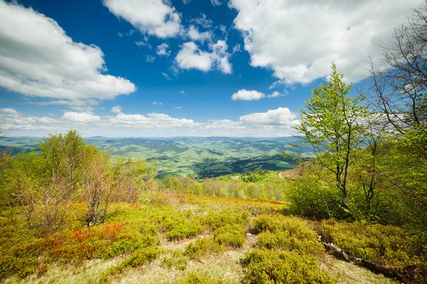 Zelené rozkvetlých luk v Karpatských horách — Stock fotografie