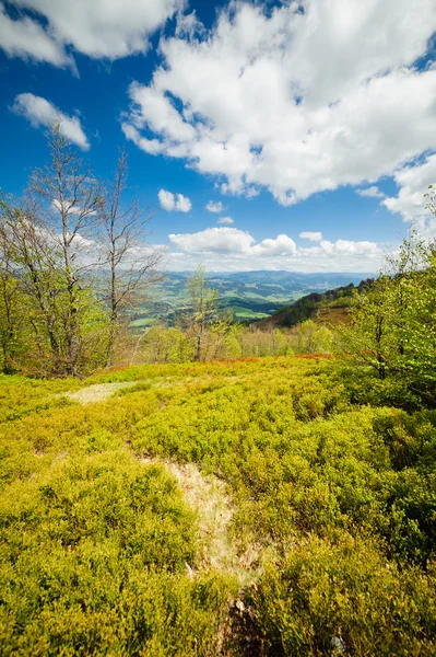 Gröna blomsterängar i Karpaterna — Stockfoto